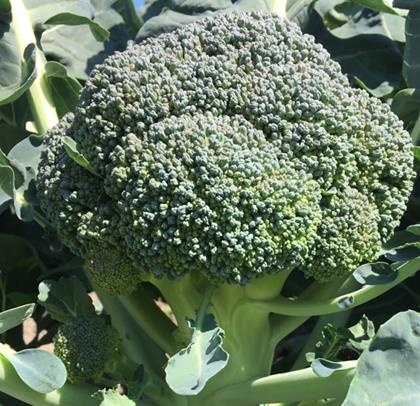 Broccoli - MARQUEZ