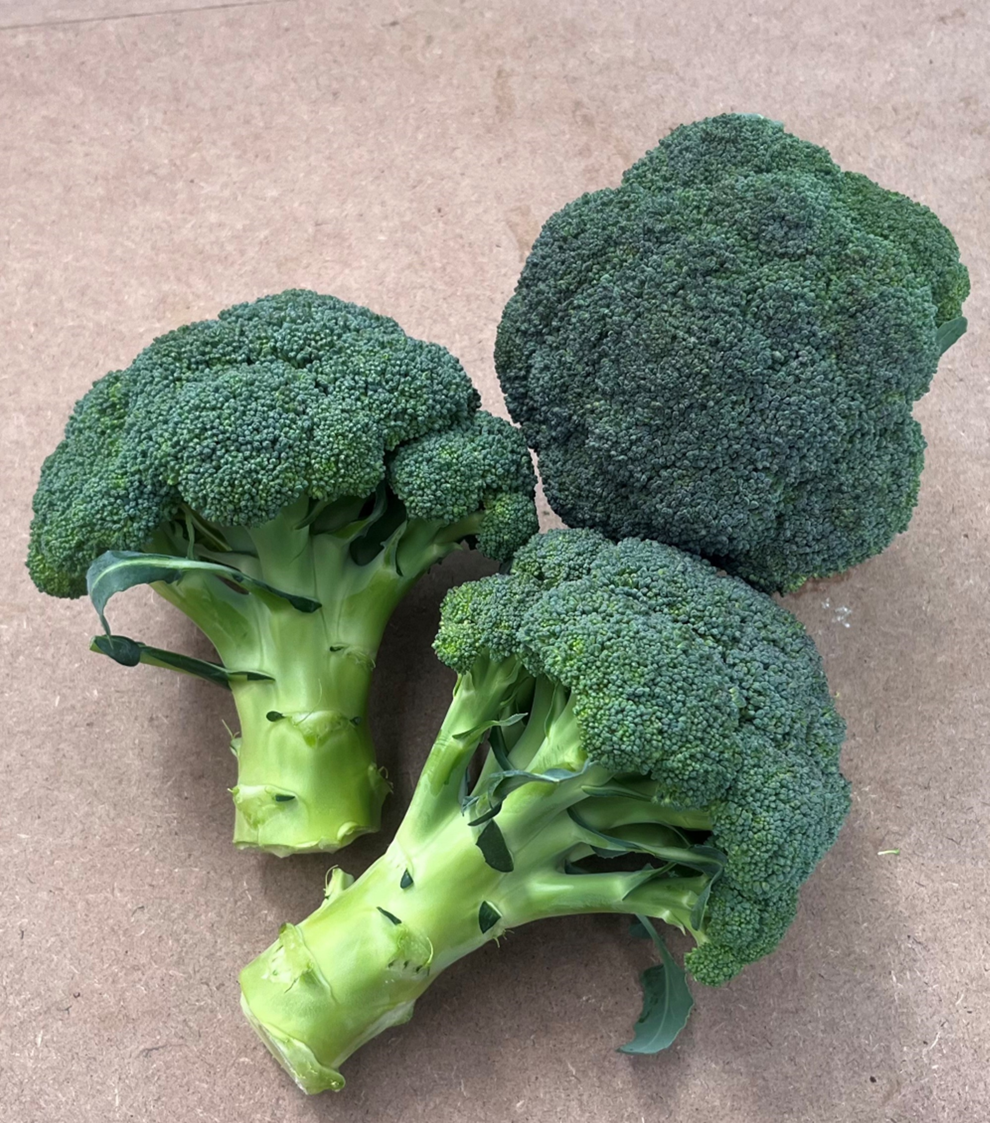 Broccoli - SANCHEZ