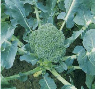 Broccoli - VIPER