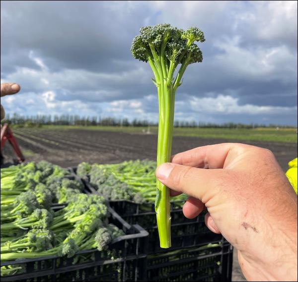 Broccoli Stem - AMBROSIA