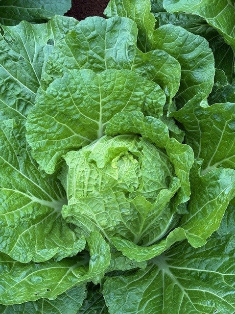 Cabbage Chinese - KATANA