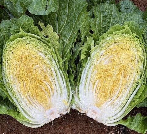 Cabbage Chinese - KATANA