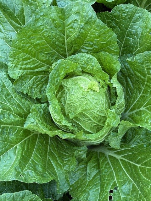 Cabbage Chinese - KATANA
