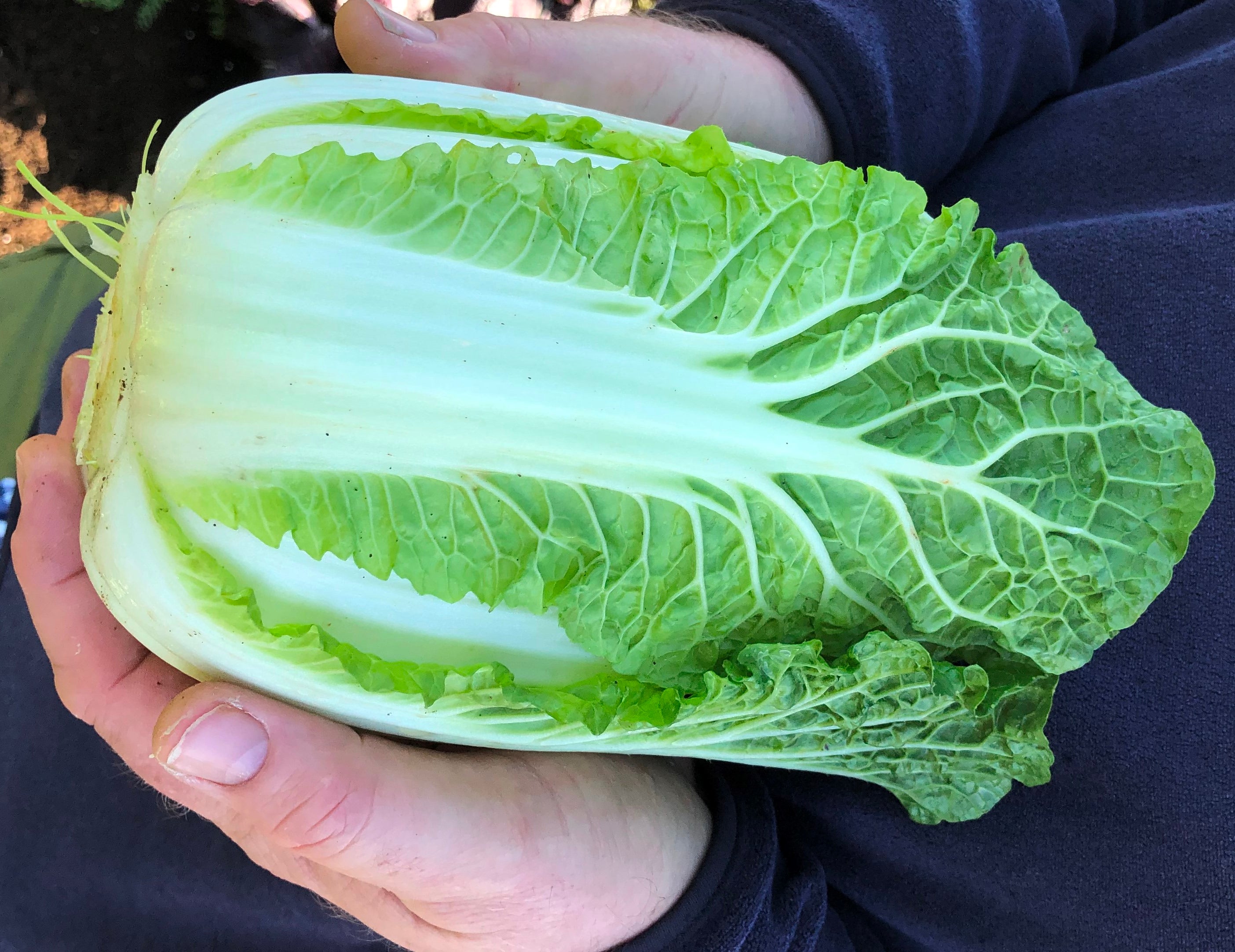 Cabbage Chinese - MINION