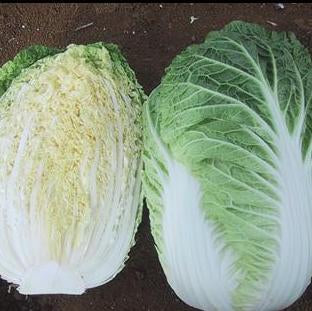 Cabbage Chinese - SAMURAI