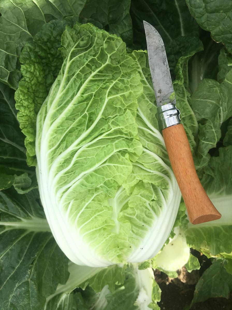Cabbage Chinese - TROOPER