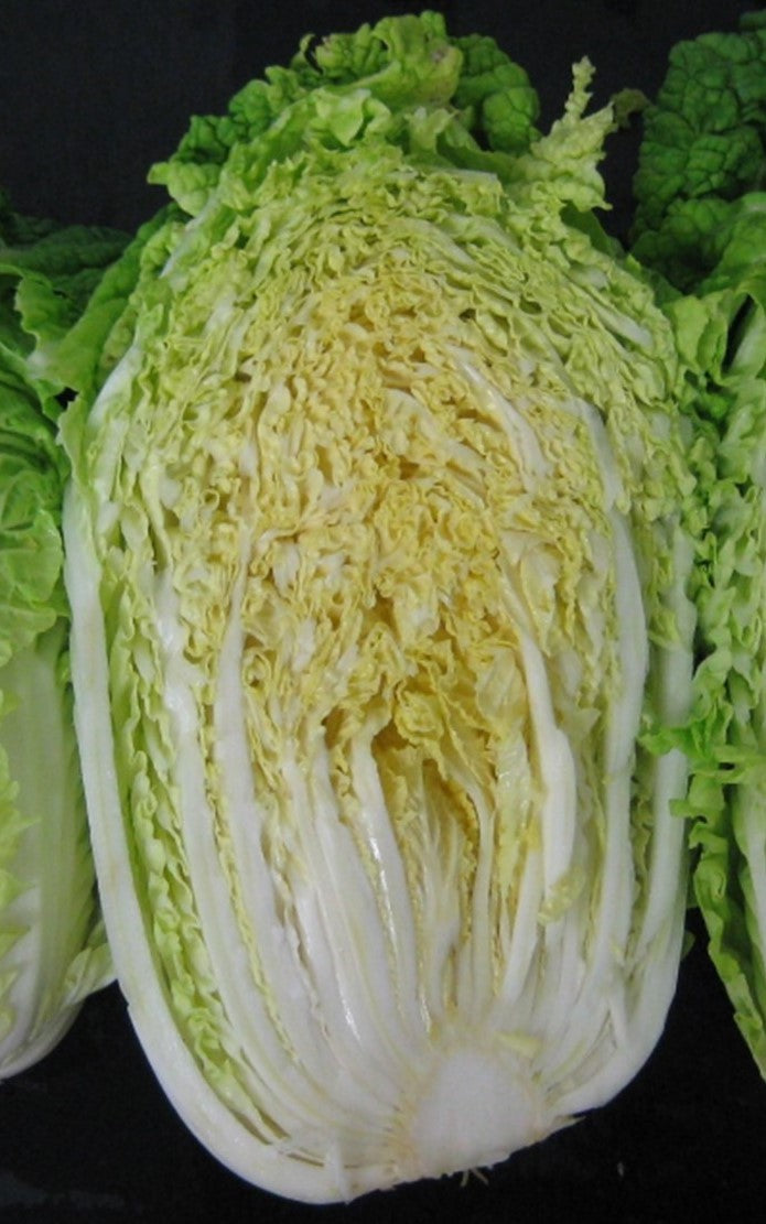 Cabbage Chinese - WARRIOR