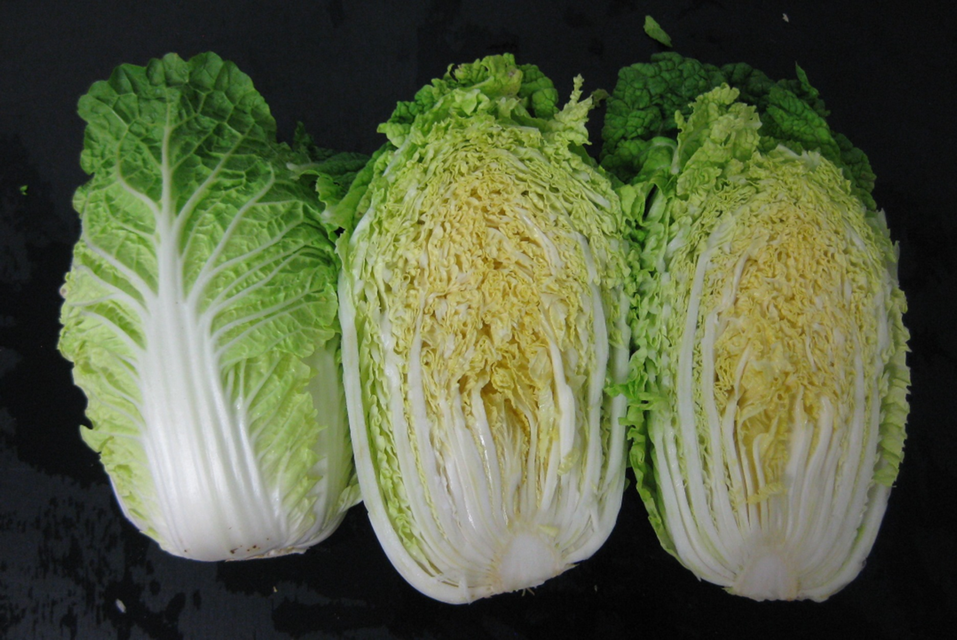 Cabbage Chinese - WARRIOR