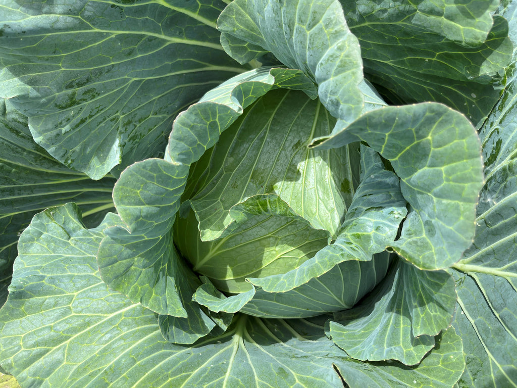 Cabbage Green - FURATTO