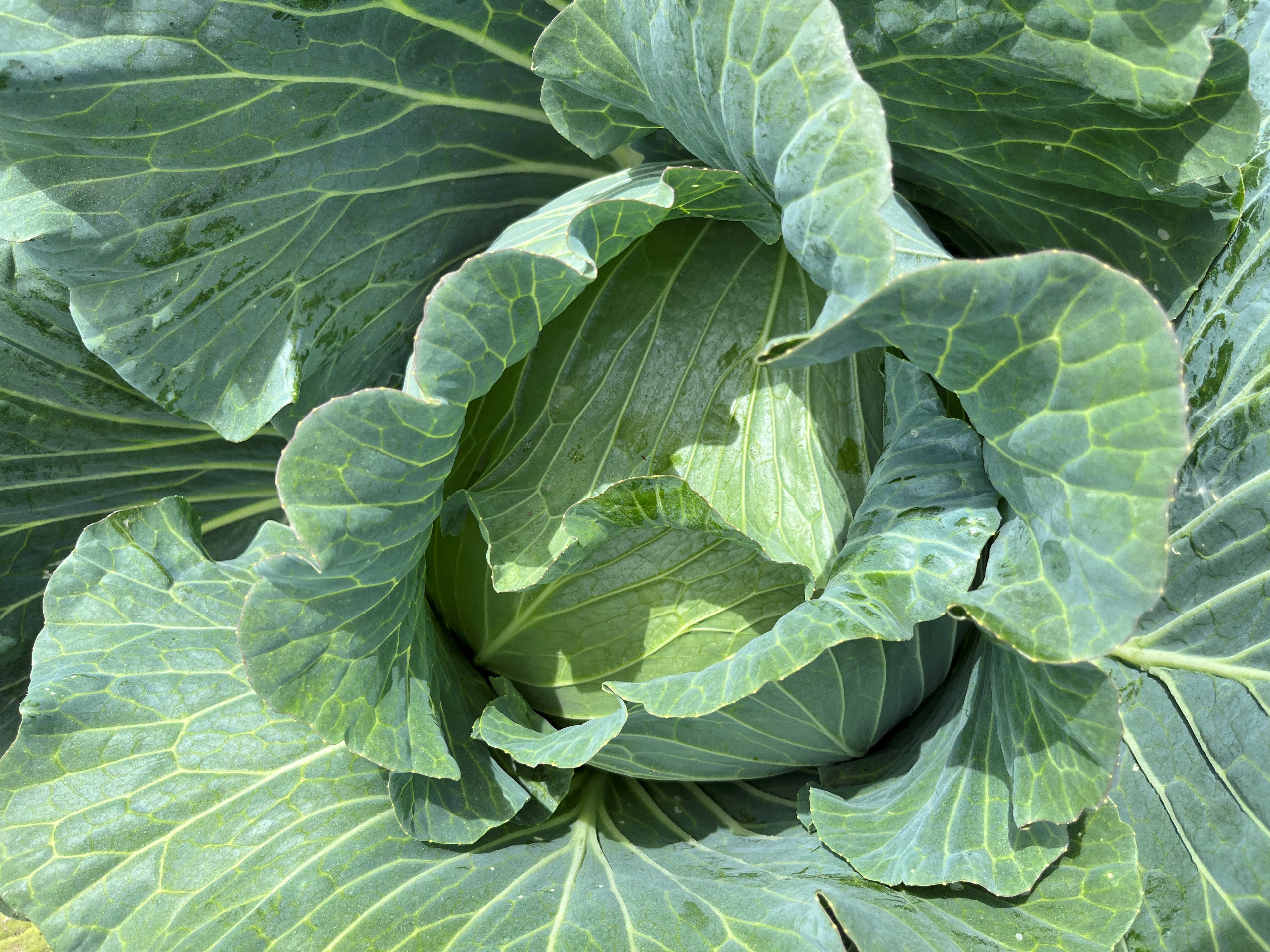 Cabbage Green - FURATTO