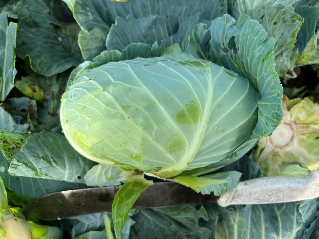 Cabbage Green - FURATTO