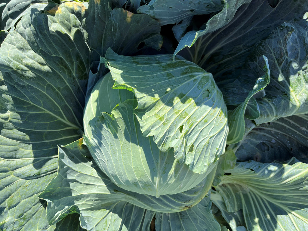 Cabbage Green - FURATTO