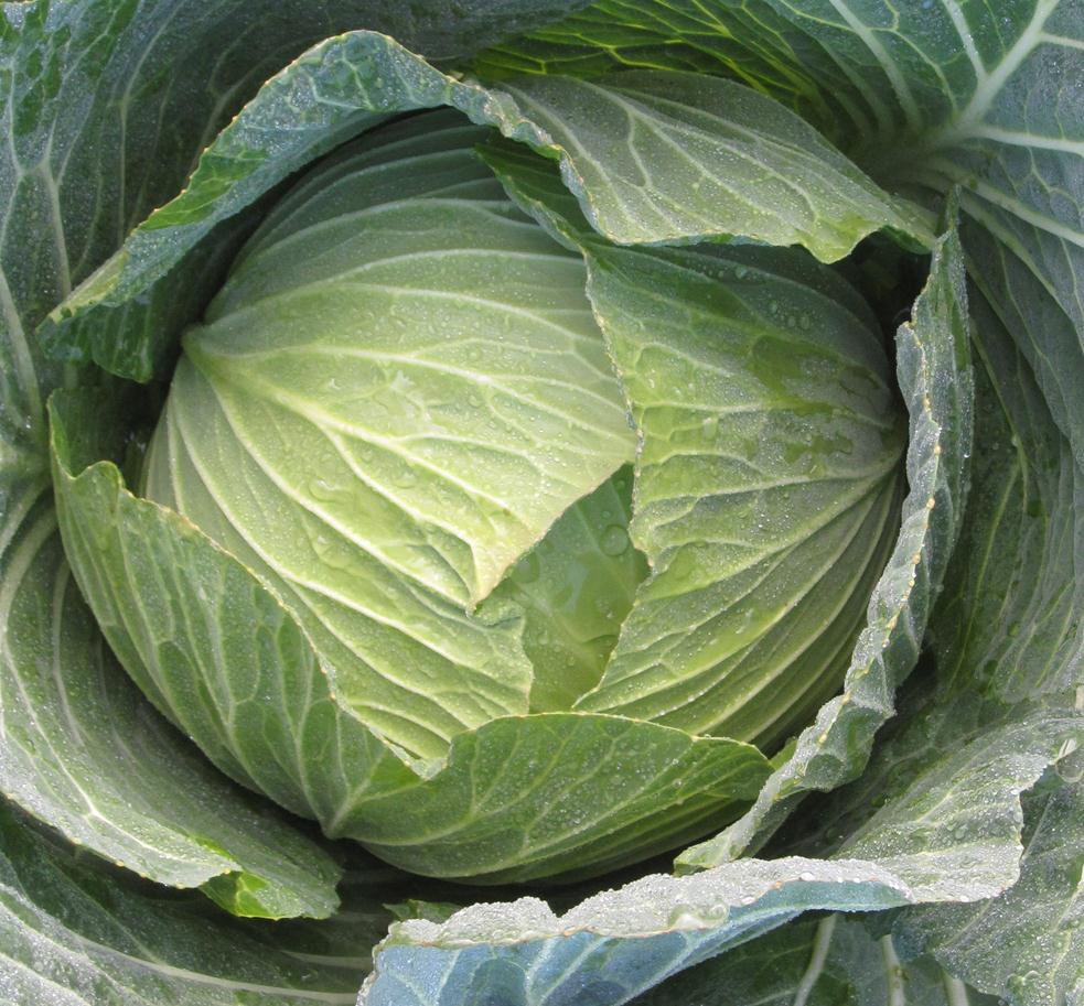 Cabbage Green - FUYU MIDORI