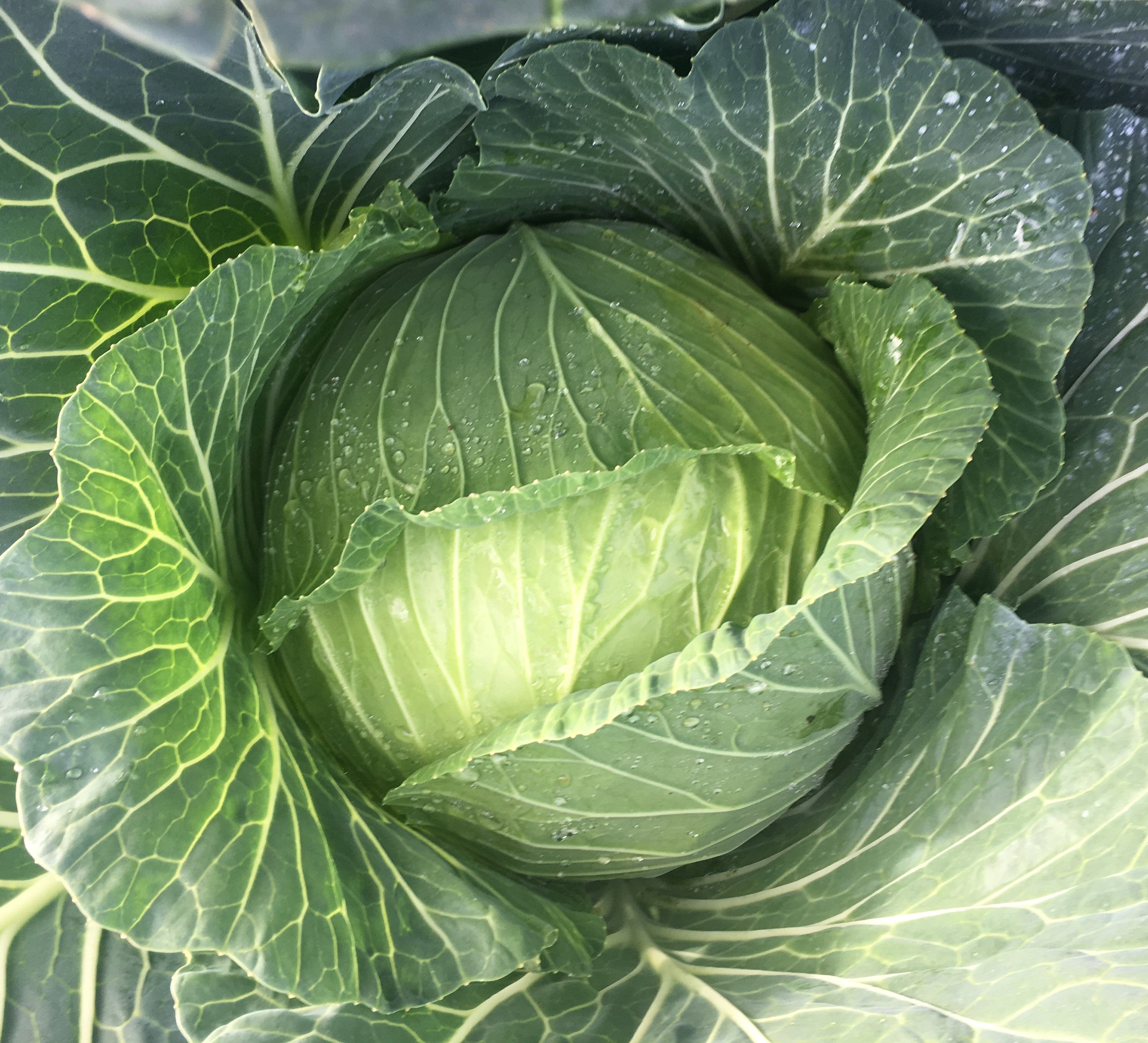 Cabbage Green - MIDORI PLUS