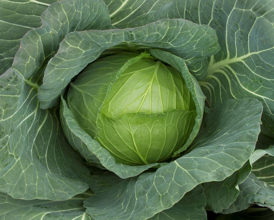 Cabbage Green - NIKKO GREEN