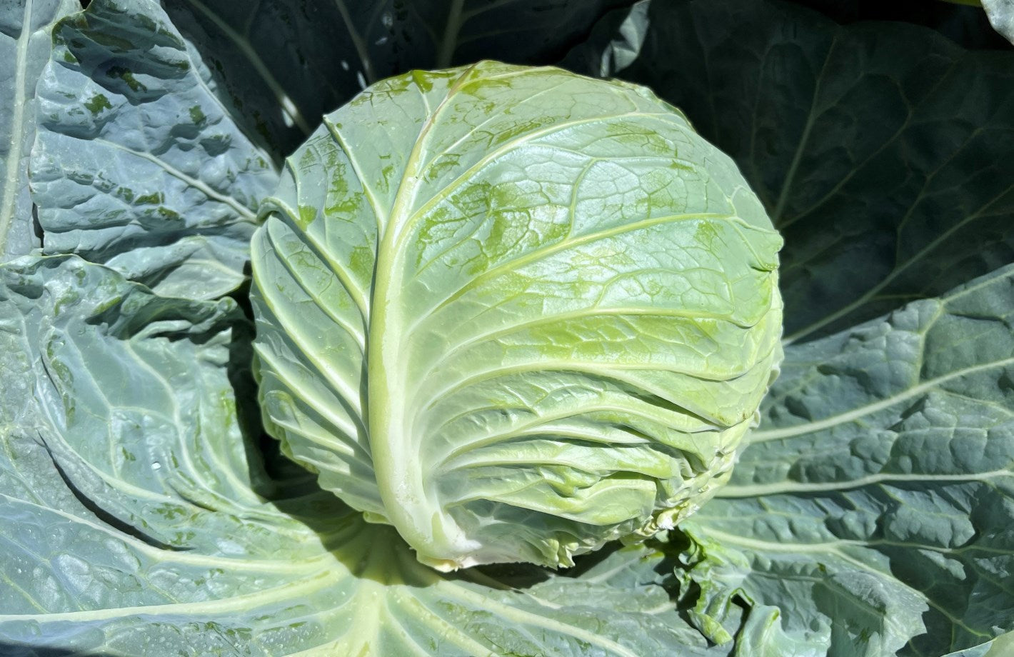 Cabbage Green - NISU