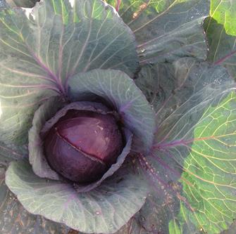 Cabbage Mini Red - WEE RED