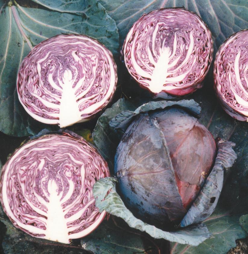 Cabbage Red - RED CLOUD