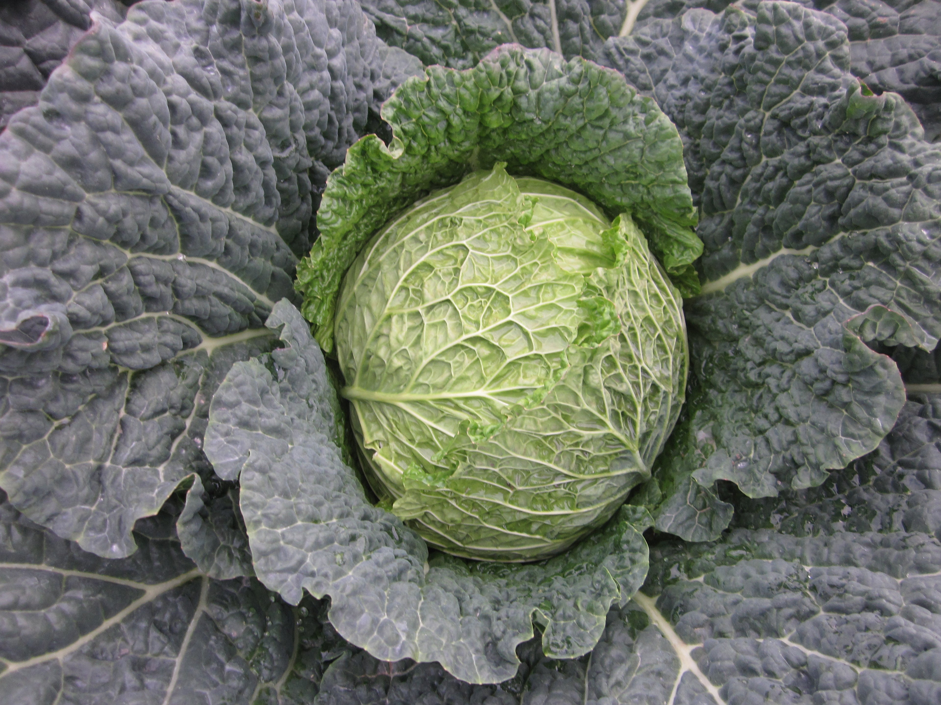 Cabbage Savoy - TROJAN