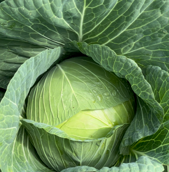 Cabbage Green - ROBUSTA
