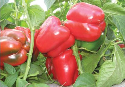 Capsicum Sweet Outdoor - HELIX