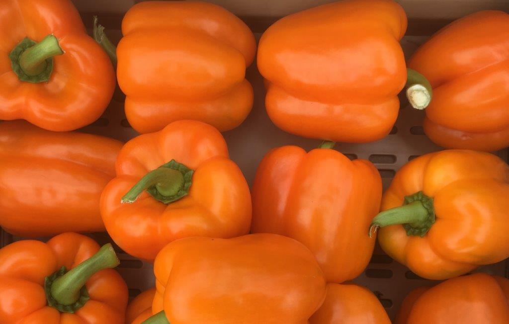 Capsicum Sweet Outdoor - GLARE