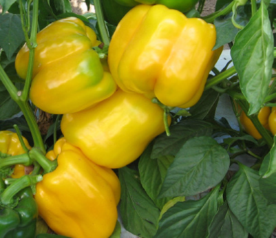 Capsicum Sweet Outdoor - YELLOW BLOCKY