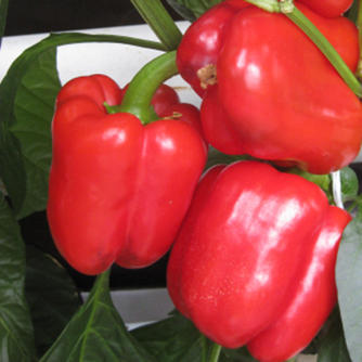 Capsicum Sweet Indoor - RED RISE