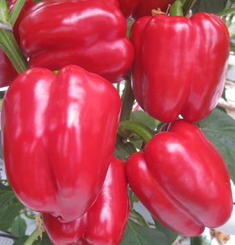 Capsicum Sweet Indoor - RED WRATH