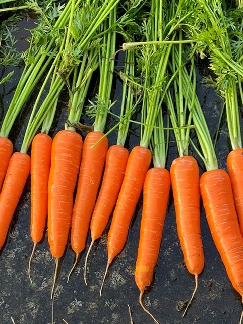 Carrot - DEVOTION