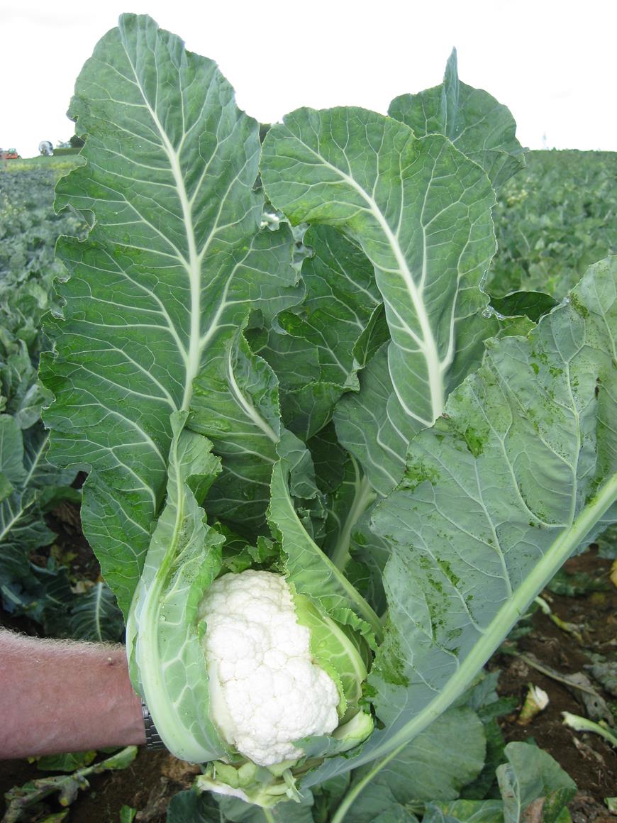 Cauliflower Hybrid - BLANCO