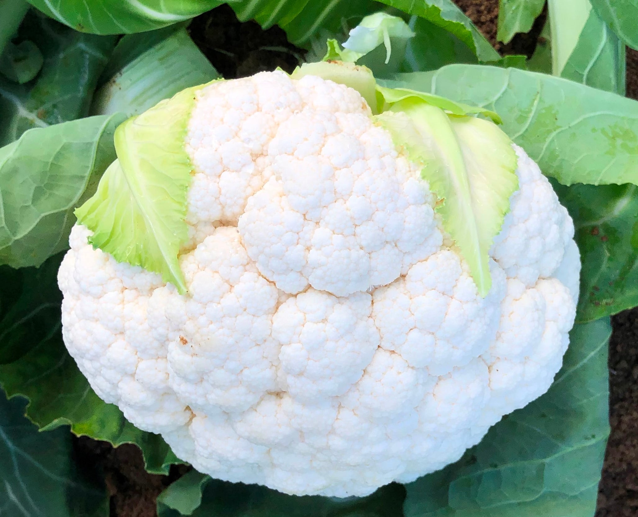 Cauliflower Hybrid - CHAMP