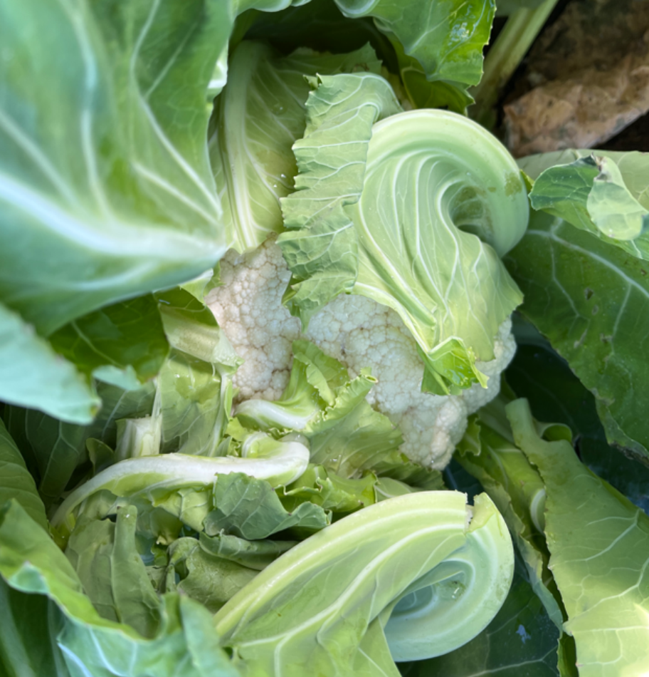 Cauliflower Hybrid - DARBOS