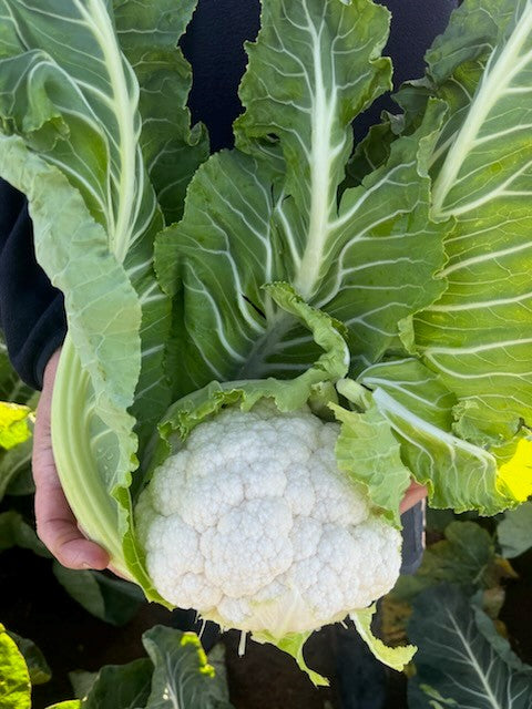 Cauliflower Hybrid - DARBOS