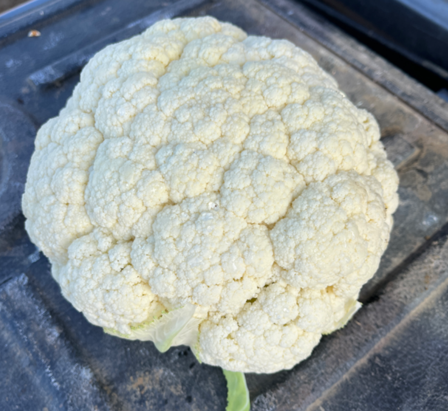 Cauliflower Hybrid - DARBOS