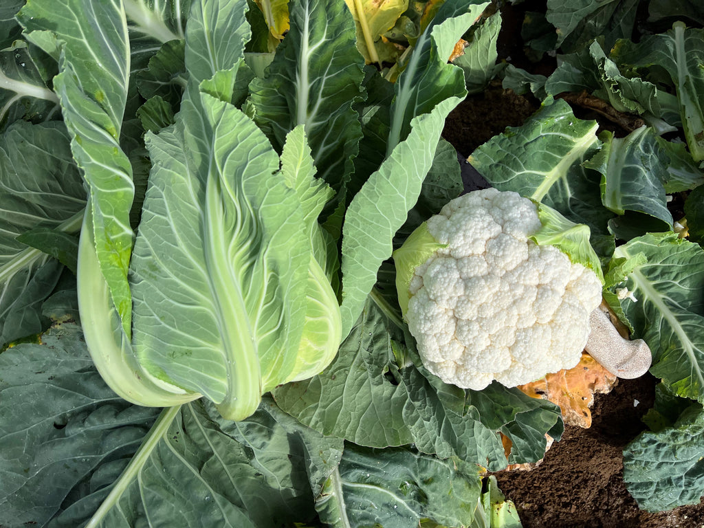 Cauliflower Hybrid - DARBOS