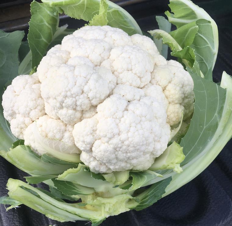 Cauliflower Hybrid - IBANEZ