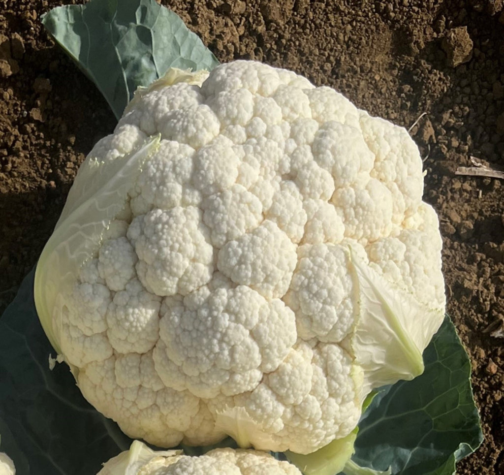 Cauliflower Hybrid - LYDIARD