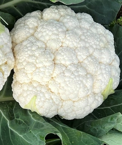 Cauliflower Hybrid - LYDIARD