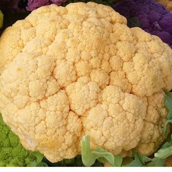Cauliflower Coloured - MOONBEAM
