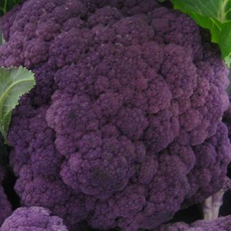 Cauliflower Coloured - MULBERRY
