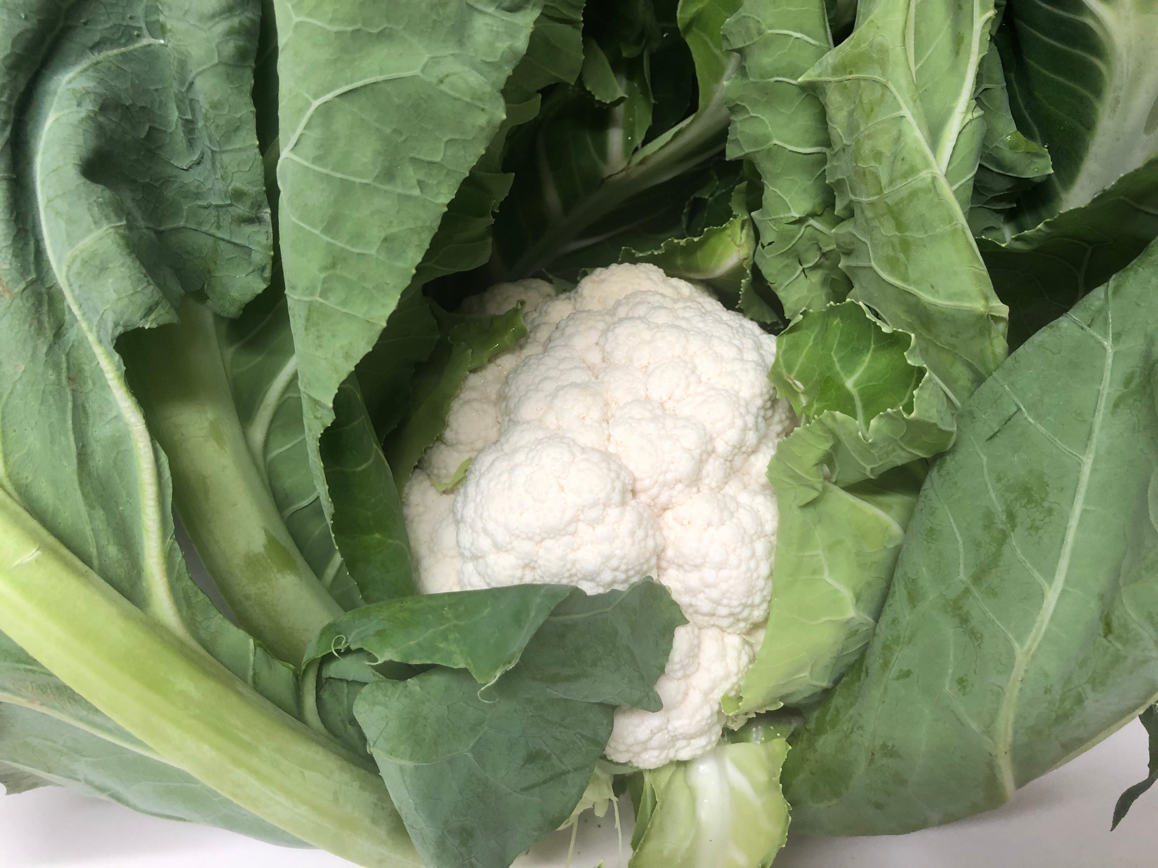 Cauliflower Hybrid - PELOUS