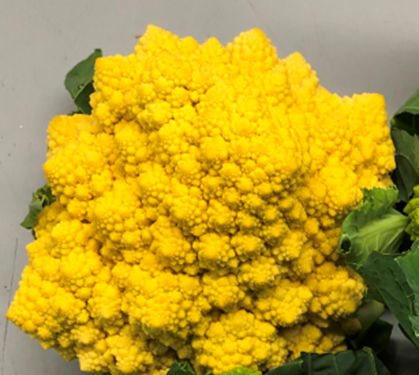 Cauliflower Coloured - CLASSIC