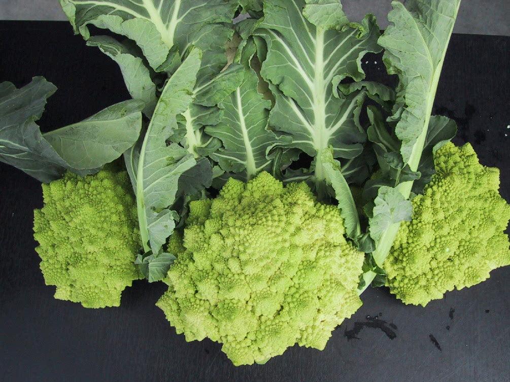 Cauliflower Coloured - CLC 0189