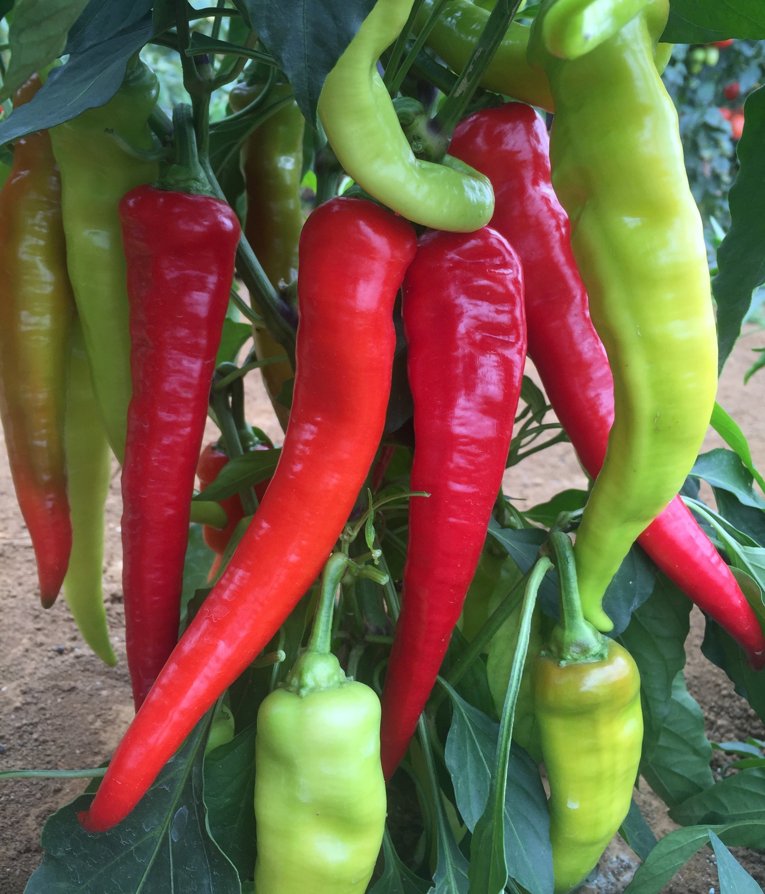 Capsicum Chilli - HOT 'N BOTHERED