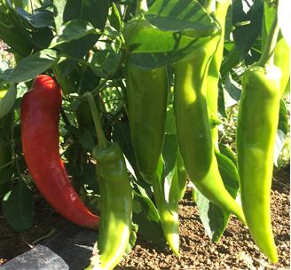 Capsicum Chilli - HUNGARIAN WAX