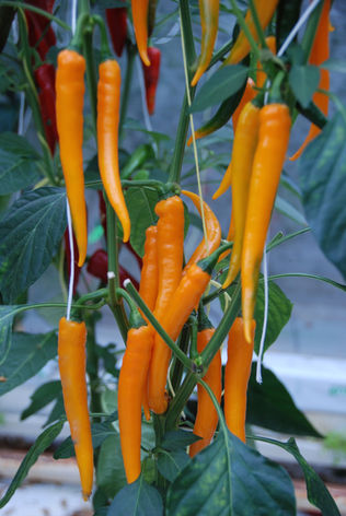 Capsicum Chilli - ORANGE CHILLI