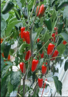 Capsicum Chilli - JALAPEÑO RED