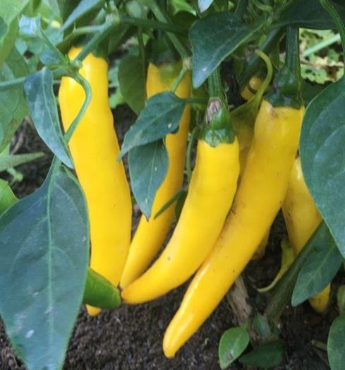 Capsicum Chilli - YELLOW CHILLI