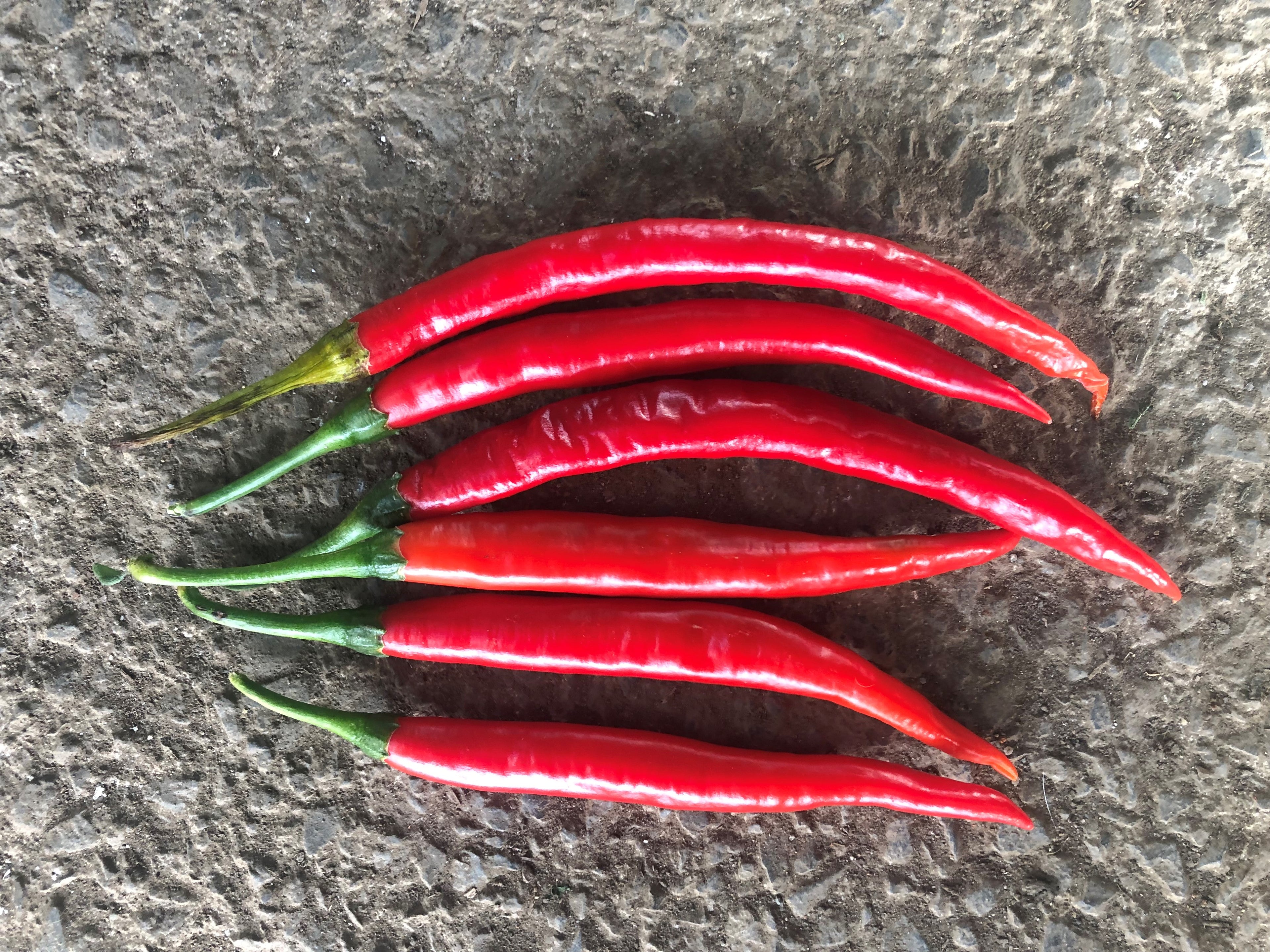 Capsicum Chilli - BLAZE
